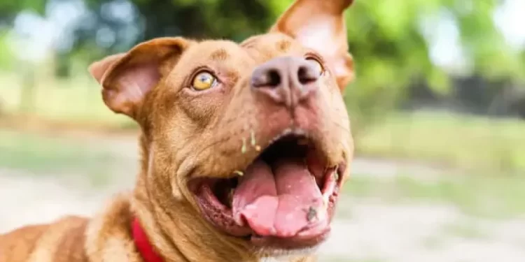 Un pitbull mordió a un niño de 7 años y lo dejó en grave estado