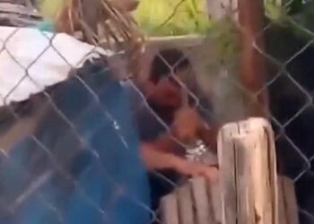 Indignación por brutal asesinato de una perra a golpes