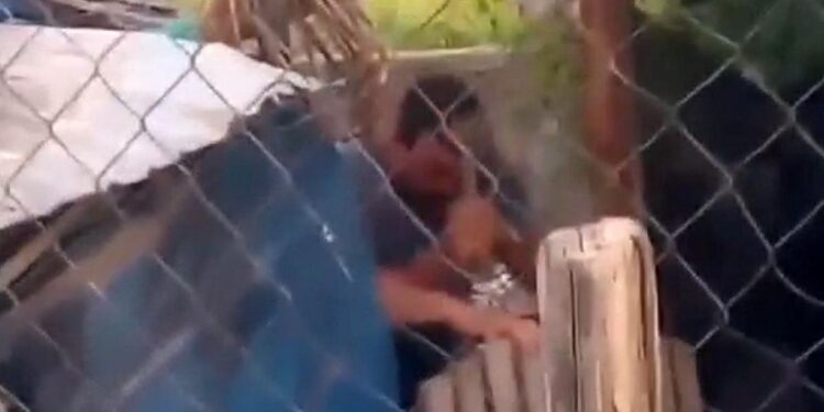 Indignación por brutal asesinato de una perra a golpes