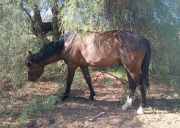 Por caballos sueltos, detienen a un hombre buscado en Caucete