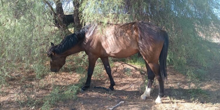 Por caballos sueltos, detienen a un hombre buscado en Caucete