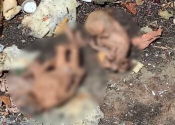 Encontraron 6 fetos humanos en un contenedor de basura