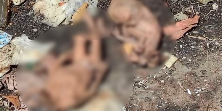 Encontraron 6 fetos humanos en un contenedor de basura