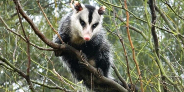 Hallazgo en Rivadavia: detectan garrapatas en pumas, zorros y comadrejas