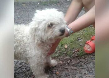 Ahorcó y mató a su caniche frente a su casa: su propia hija lo denunció
