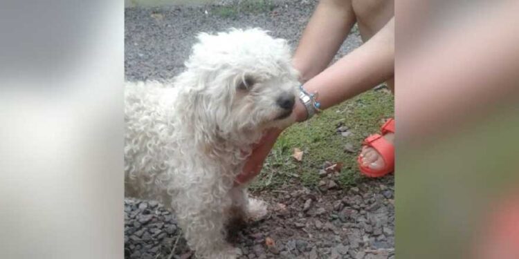 Ahorcó y mató a su caniche frente a su casa: su propia hija lo denunció