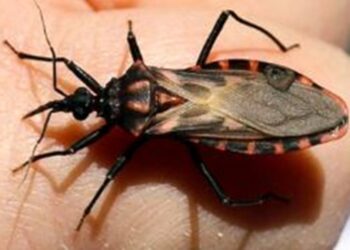 El CONICET desarrolla una vacuna preventiva contra la enfermedad de Chagas
