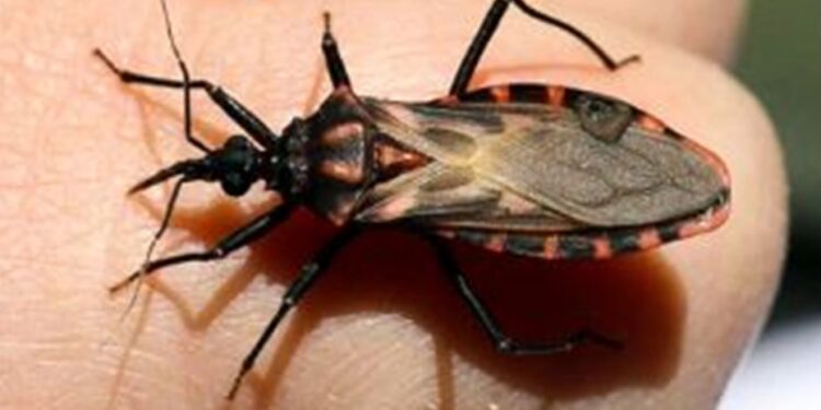 El CONICET desarrolla una vacuna preventiva contra la enfermedad de Chagas