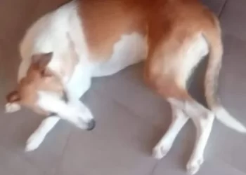 Indignación en San Juan: asesinaron a una perra y vecinos exigen justicia