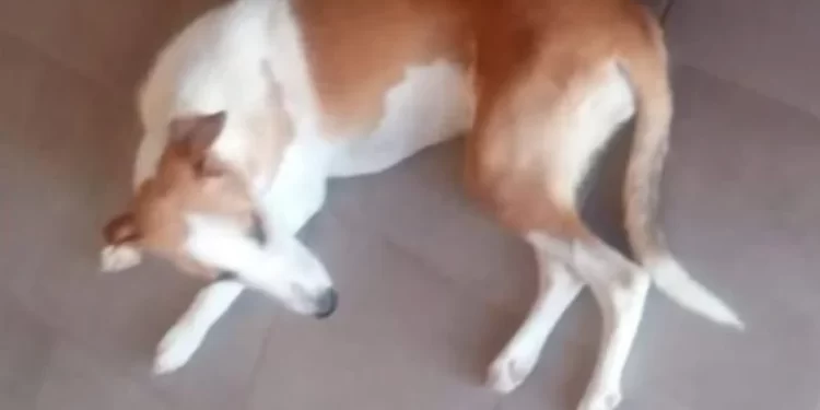 Indignación en San Juan: asesinaron a una perra y vecinos exigen justicia