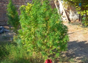 Allanamiento en Santa Lucía terminó con el secuestro de marihuana en una vivienda