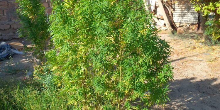 Allanamiento en Santa Lucía terminó con el secuestro de marihuana en una vivienda