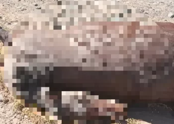 El desagradable hallazgo de unos sanjuaninos que generó indignación