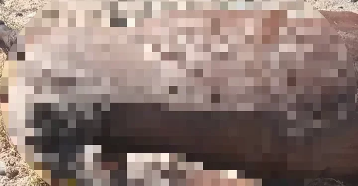 El desagradable hallazgo de unos sanjuaninos que generó indignación