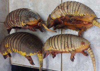 Secuestraron quirquinchos cazados ilegalmente y hay un detenido