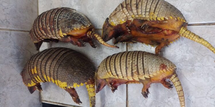 Secuestraron quirquinchos cazados ilegalmente y hay un detenido