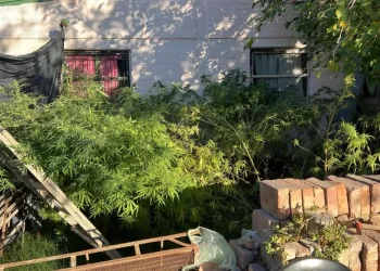 Un hombre mató a un presunto ladrón que intentó ingresar a su casa