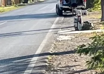 Polémica por el abandono de dos perros: un joven endurista señalado como responsable