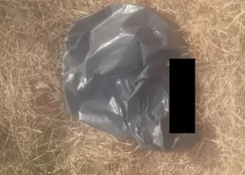 ¿Ritual satánico en Albardón? Encuentran a cuatro perros quemados en una bolsa