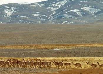El gobernador Orrego envió a la Legislatura un proyecto para reconocer a los animales como seres sintientes