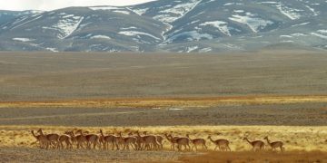 El gobernador Orrego envió a la Legislatura un proyecto para reconocer a los animales como seres sintientes