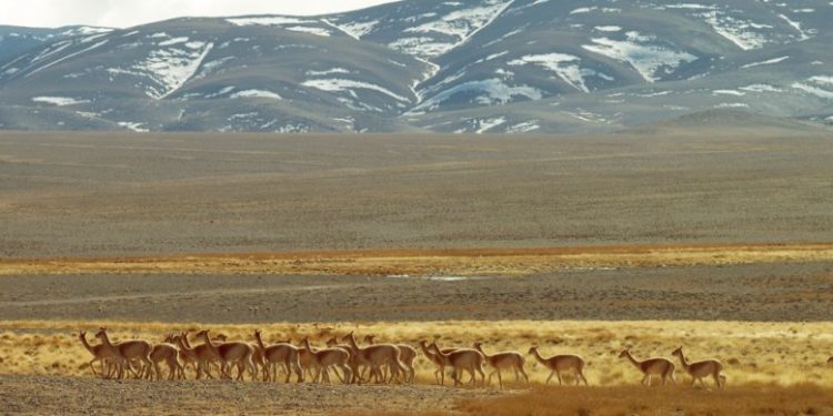 El gobernador Orrego envió a la Legislatura un proyecto para reconocer a los animales como seres sintientes