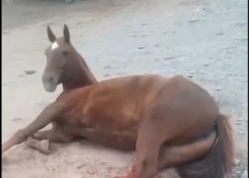 Cabalgata de Fe: un caballo cayó del camión, se fracturó y lo dejaron tirado