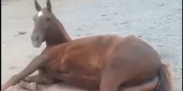 Cabalgata de Fe: un caballo cayó del camión, se fracturó y lo dejaron tirado