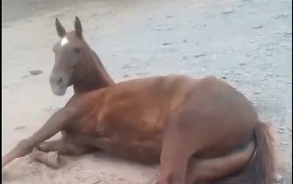Cabalgata de Fe: un caballo cayó del camión, se fracturó y lo dejaron tirado
