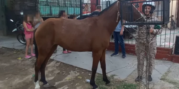 El insólito delito que protagonizaron en bicicleta tres chicos en Caucete