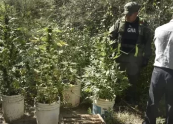 Secuestran cocaína y plantas de marihuana en operativos en 25 de Mayo y Valle Fértil