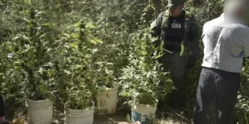 Secuestran cocaína y plantas de marihuana en operativos en 25 de Mayo y Valle Fértil