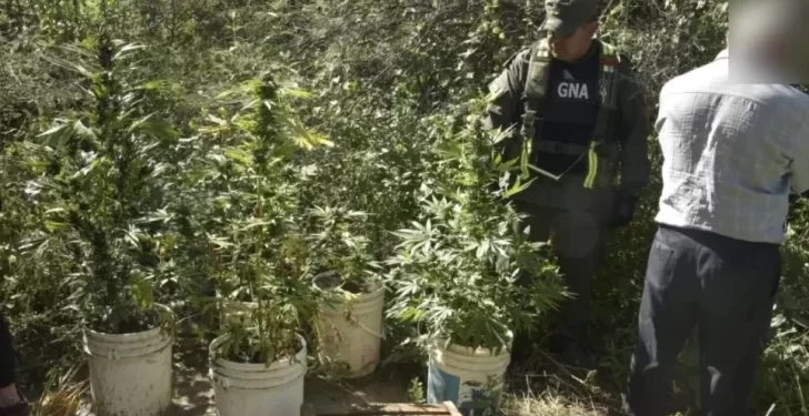 Secuestran cocaína y plantas de marihuana en operativos en 25 de Mayo y Valle Fértil