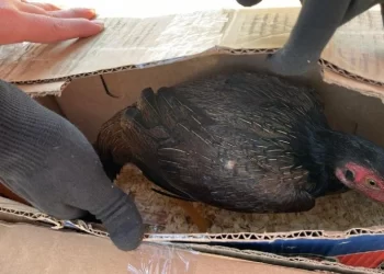 Crueldad animal en Ruta 141: Gendarmería evitó otra riña de gallos