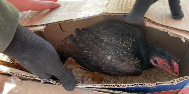 Crueldad animal en Ruta 141: Gendarmería evitó otra riña de gallos