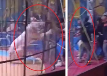 Un tigre le arrancó el brazo a un entrenador de circo en plena función