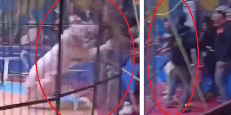 Un tigre le arrancó el brazo a un entrenador de circo en plena función