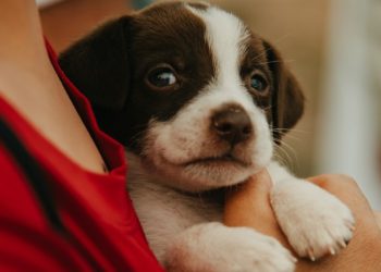 El gobernador Orrego envió a la Legislatura un proyecto para reconocer a los animales como seres sintientes