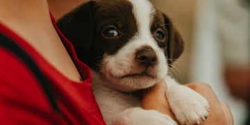 El gobernador Orrego envió a la Legislatura un proyecto para reconocer a los animales como seres sintientes