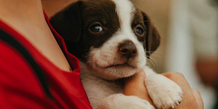 El gobernador Orrego envió a la Legislatura un proyecto para reconocer a los animales como seres sintientes