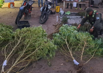 Golpe al narcotráfico en San Juan: secuestran más de 200 plantas de marihuana