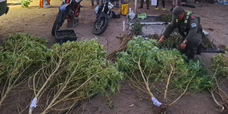 Golpe al narcotráfico en San Juan: secuestran más de 200 plantas de marihuana