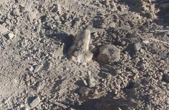 Indignación total: enterraron a un perro vivo cerca del cementerio