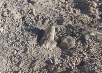 Indignación total: enterraron a un perro vivo cerca del cementerio