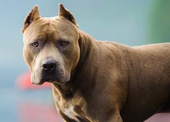 Un pitbull atacó a un bebé de nueve meses lo mordió en la cabeza y está internado