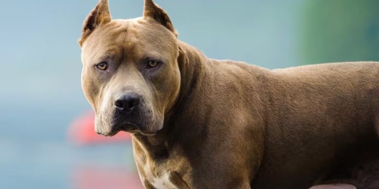 Un pitbull atacó a un bebé de nueve meses lo mordió en la cabeza y está internado