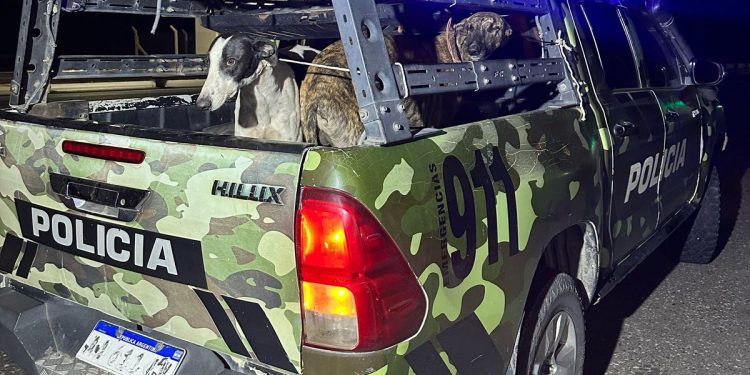 Perros, trampas y alcohol: los detalles del operativo contra cazadores en San Juan