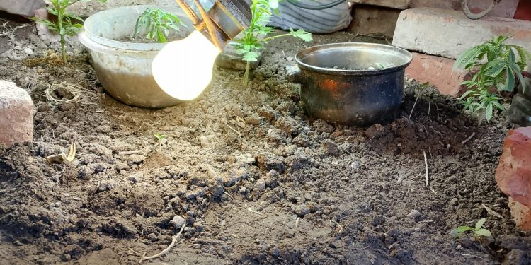 Allanaban por un robo y terminaron encontrando una plantación de marihuana