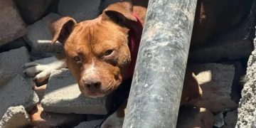Un pitbull mordió a un adolescente y la dueña apuñaló al joven cuando fue a reclamarle