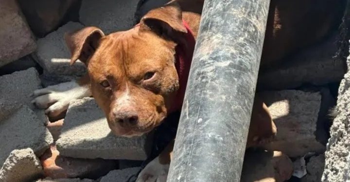 Un pitbull mordió a un adolescente y la dueña apuñaló al joven cuando fue a reclamarle
